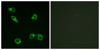 EP3 rabbit pAb Antibody