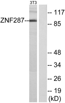 ZNF287 rabbit pAb Antibody