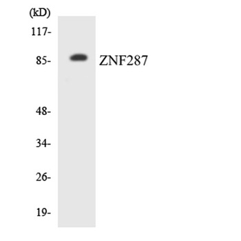 ZNF287 rabbit pAb Antibody