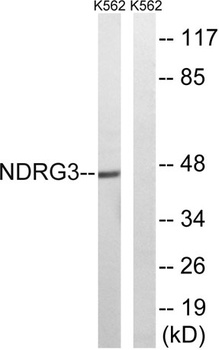 NDRG3 rabbit pAb Antibody