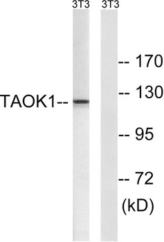 PSK2 rabbit pAb Antibody