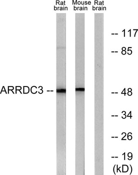 ARRDC3 rabbit pAb Antibody