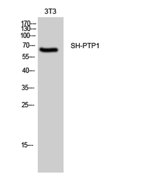 SH-PTP1 rabbit pAb Antibody