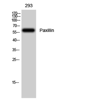 Paxillin rabbit pAb Antibody