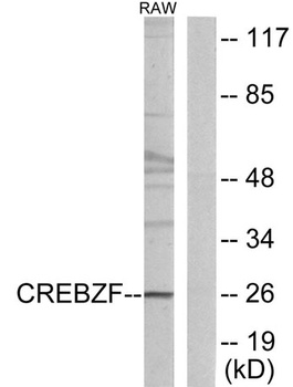 Zhangfei rabbit pAb Antibody