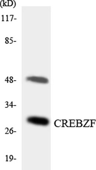 Zhangfei rabbit pAb Antibody
