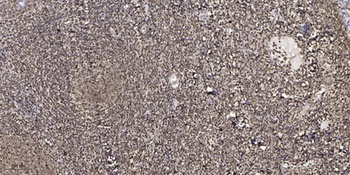 Zhangfei rabbit pAb Antibody