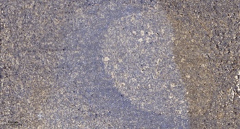 Rad9 rabbit pAb Antibody