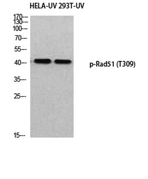 Rad51 (phospho Thr309) rabbit pAb Antibody