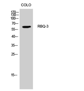 RBQ-3 rabbit pAb Antibody