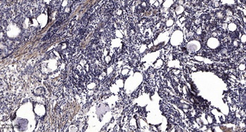 RBQ-3 rabbit pAb Antibody