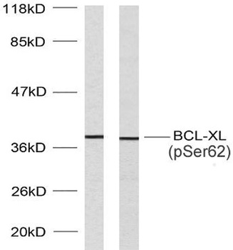 Bcl-x (phospho Ser62) rabbit pAb