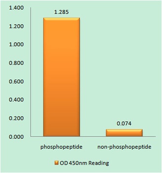 Bcl-x (phospho Thr47) rabbit pAb