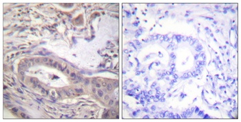 Bcl-x (phospho Thr47) rabbit pAb