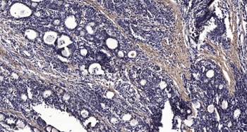 RGS7 rabbit pAb Antibody