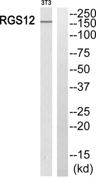 RGS12 rabbit pAb Antibody