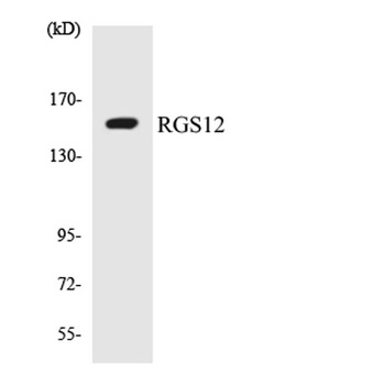 RGS12 rabbit pAb Antibody