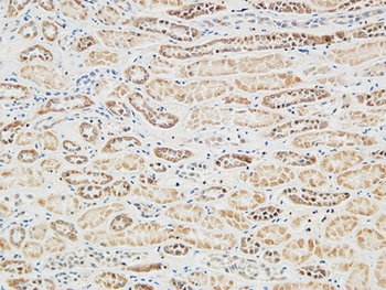 RGS16 rabbit pAb Antibody