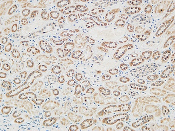 RGS16 rabbit pAb Antibody