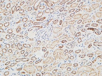 RGS16 rabbit pAb Antibody