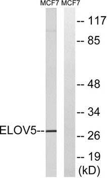 ELOVL5 rabbit pAb