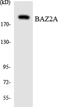 Tip5 rabbit pAb Antibody