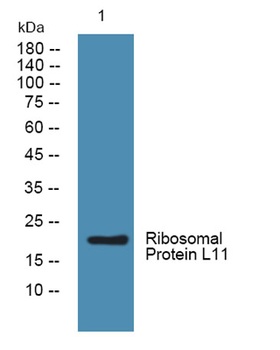 Ribosomal Protein L11 rabbit pAb Antibody