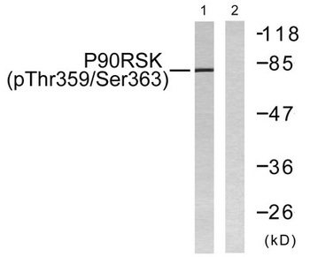 Rsk-1 (phospho Thr359/S363) rabbit pAb