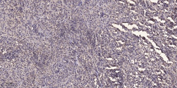 Rhotekin rabbit pAb Antibody