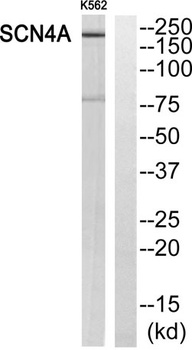 Na+ CP type IVα rabbit pAb Antibody