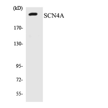Na+ CP type IVα rabbit pAb Antibody
