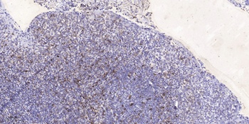 Syndecan-4 (phospho Ser179) rabbit pAb Antibody