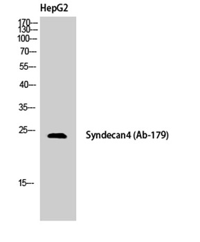 Syndecan-4 rabbit pAb Antibody