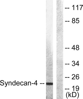 Syndecan-4 rabbit pAb Antibody