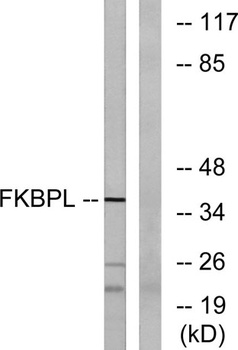 FKBPL rabbit pAb Antibody