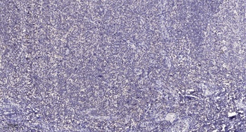 FKBPL rabbit pAb Antibody