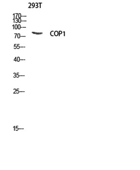 COP1 rabbit pAb Antibody