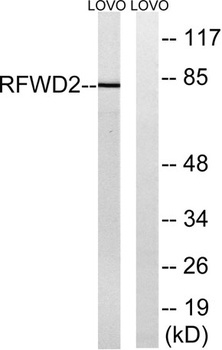 COP1 rabbit pAb Antibody