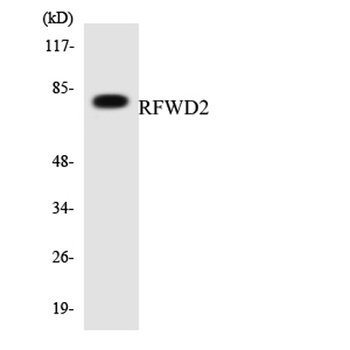COP1 rabbit pAb Antibody