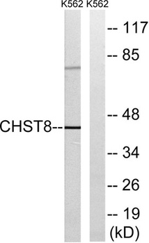 GalNAc4ST-1 rabbit pAb Antibody