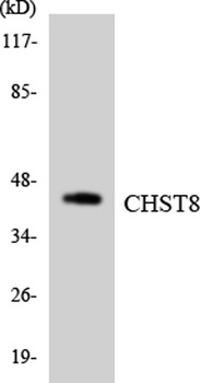 GalNAc4ST-1 rabbit pAb Antibody