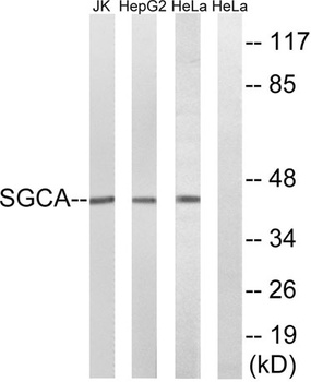 Sarcoglycan α rabbit pAb Antibody