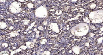 Shb rabbit pAb Antibody