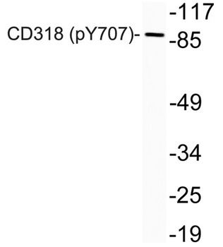 CD318 (phospho Tyr707) rabbit pAb Antibody
