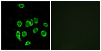 MRP-L32 rabbit pAb Antibody