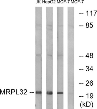 MRP-L32 rabbit pAb Antibody