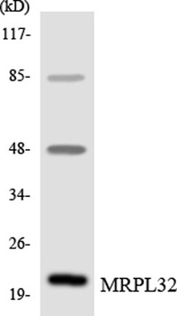 MRP-L32 rabbit pAb Antibody