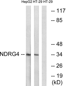 NDRG4 rabbit pAb Antibody