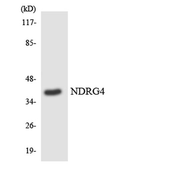 NDRG4 rabbit pAb Antibody