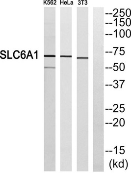 GABA T-1 rabbit pAb Antibody